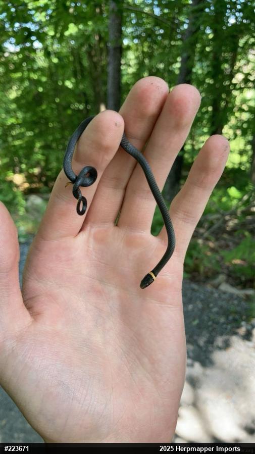 Northern Ring-necked Snake
