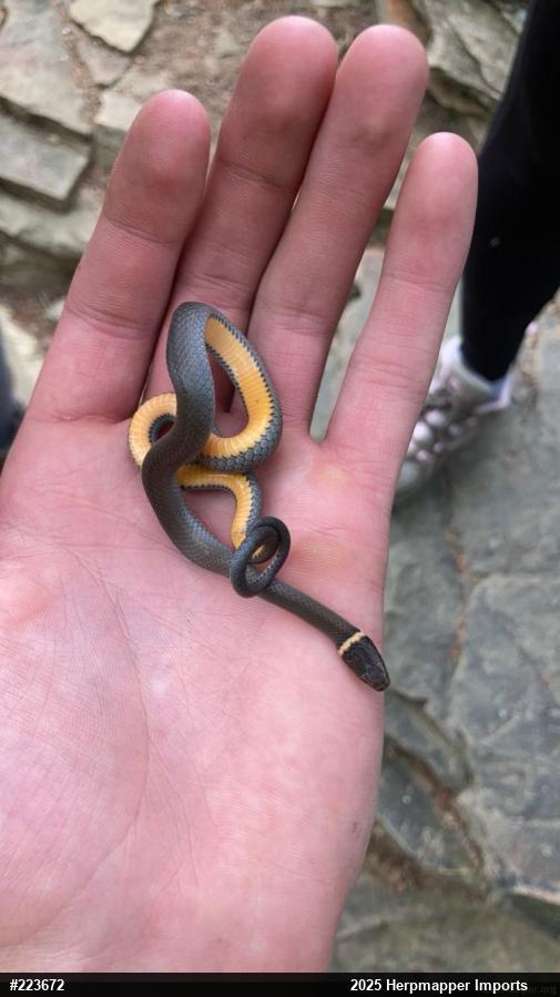 Northern Ring-necked Snake