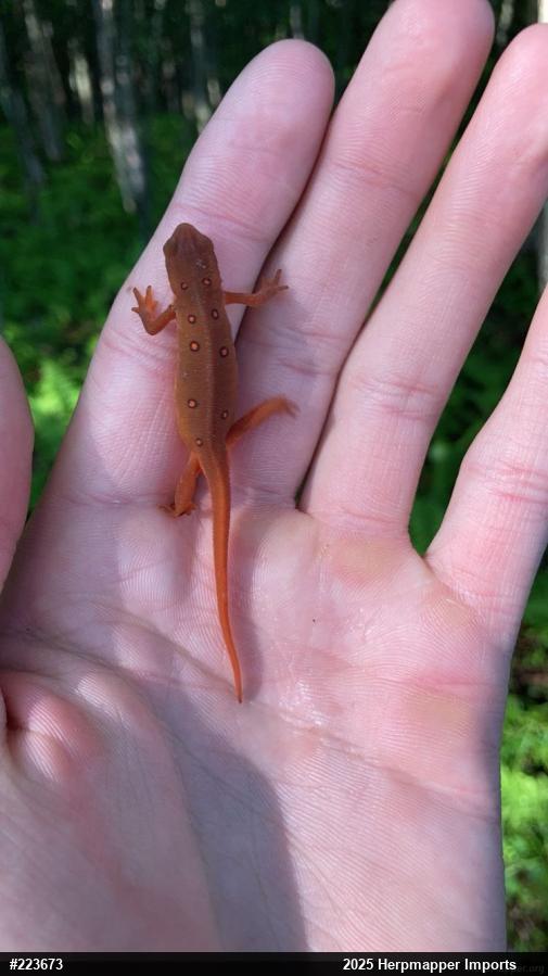Red-spotted Newt