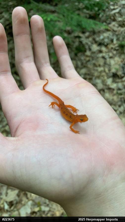 Red-spotted Newt