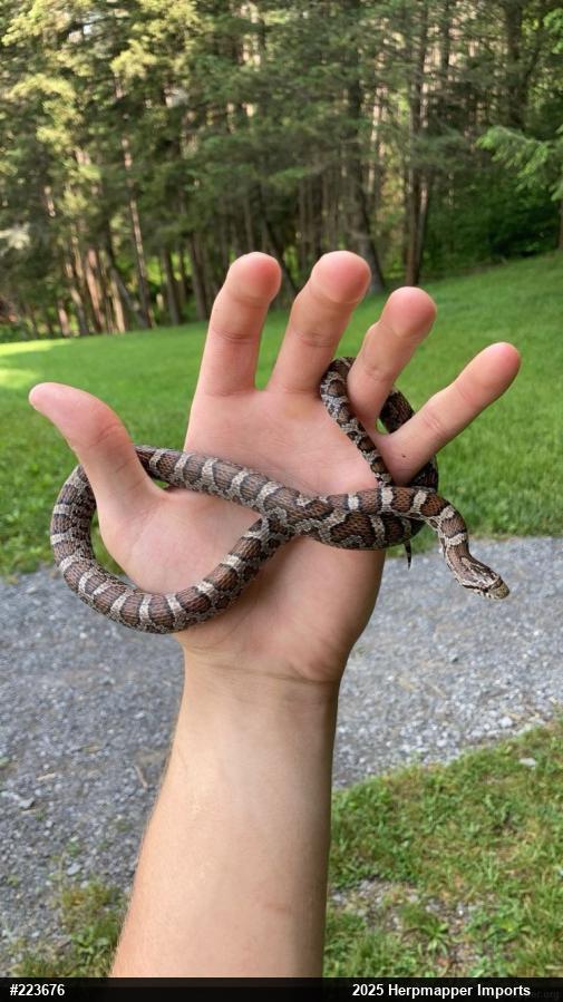 Eastern Milksnake
