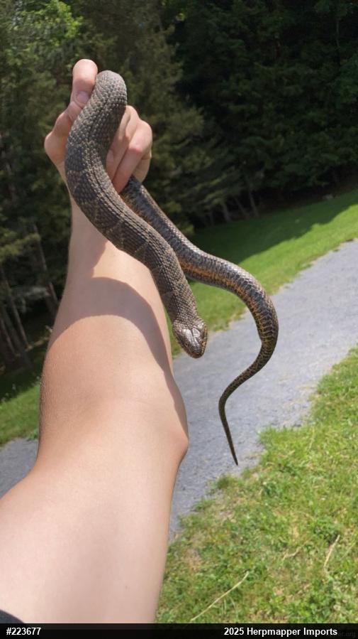 Northern Watersnake