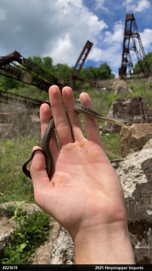 Eastern Gartersnake