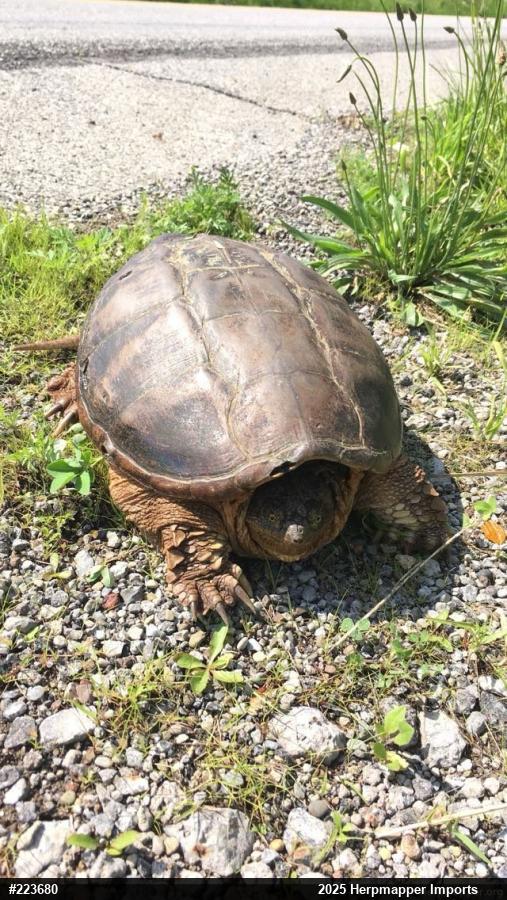 Snapping Turtle