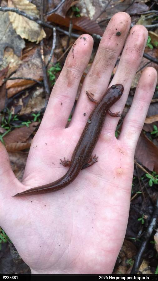 Northern Red Salamander