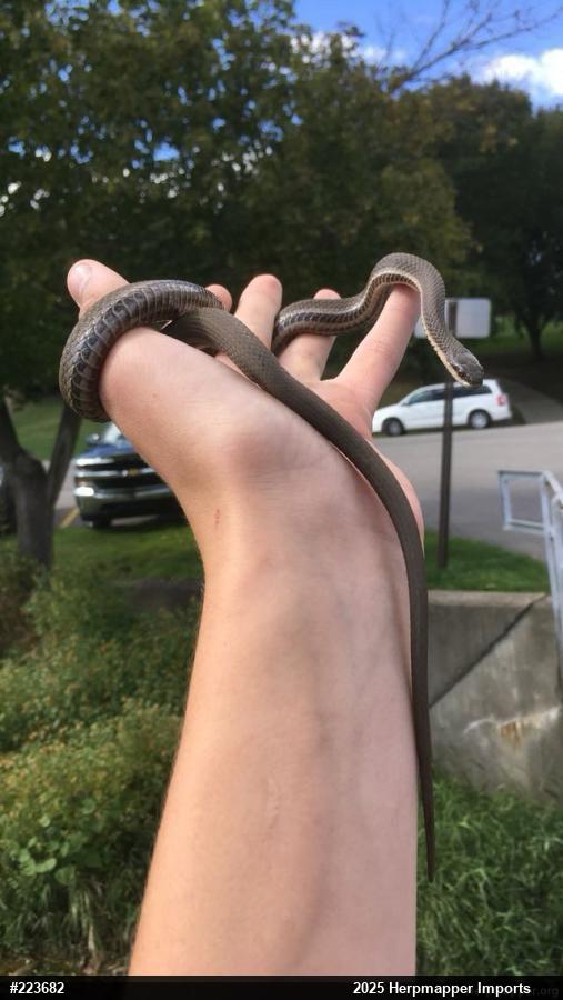 Queensnake