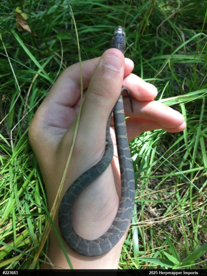 Northern Watersnake