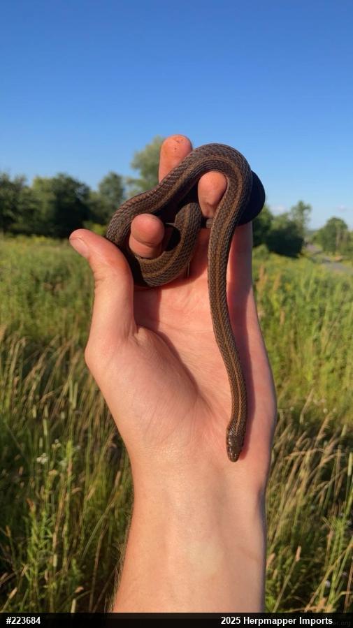 Shorthead Gartersnake