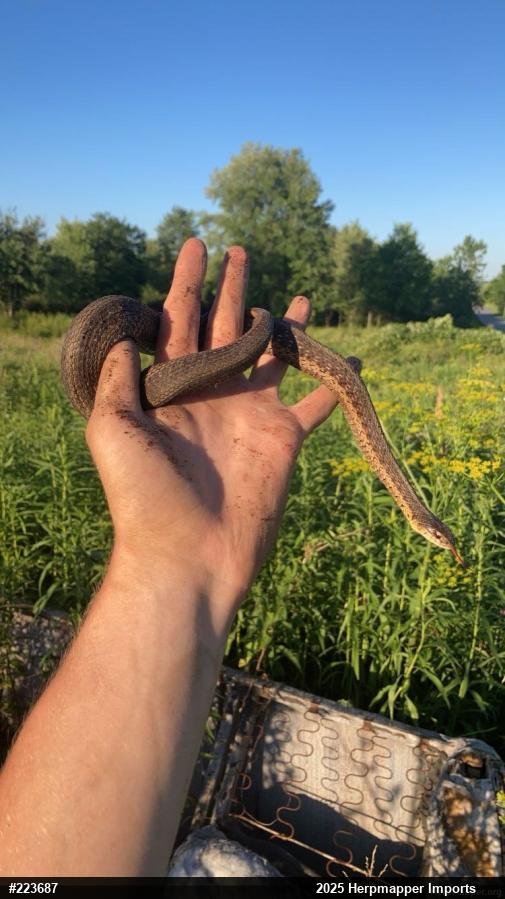 Eastern Gartersnake