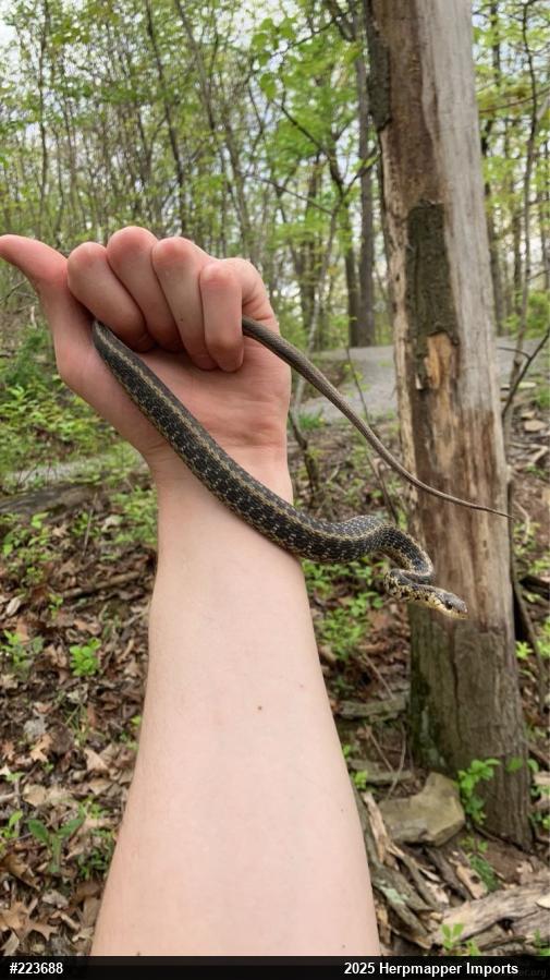 Eastern Gartersnake