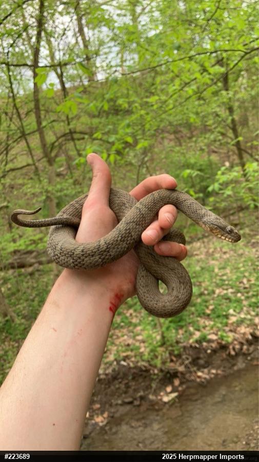 Northern Watersnake