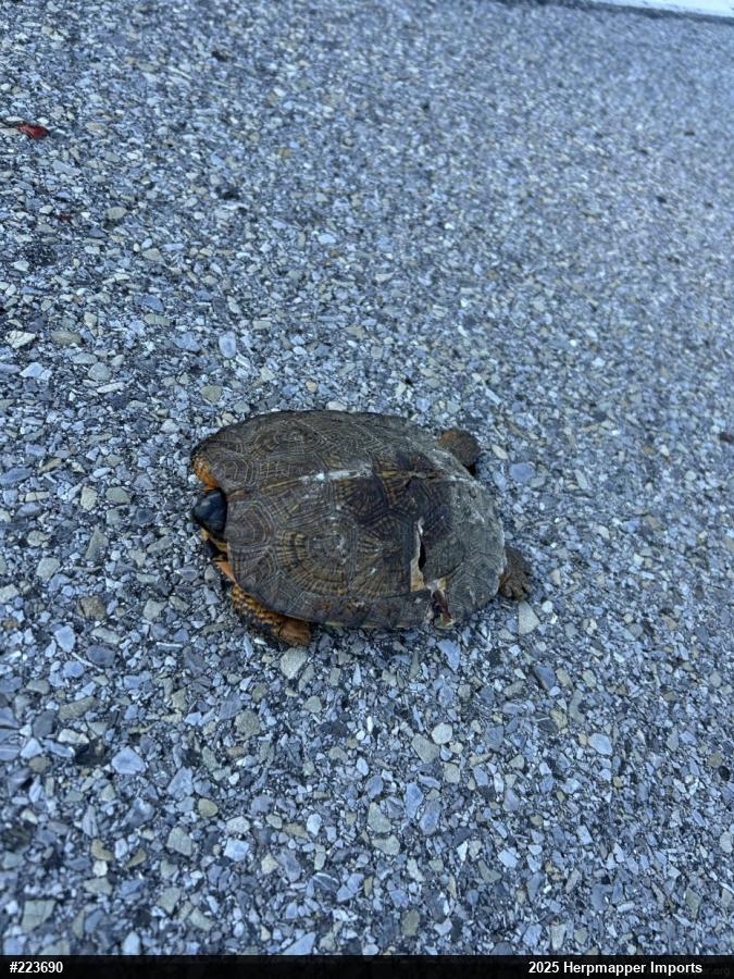Wood Turtle