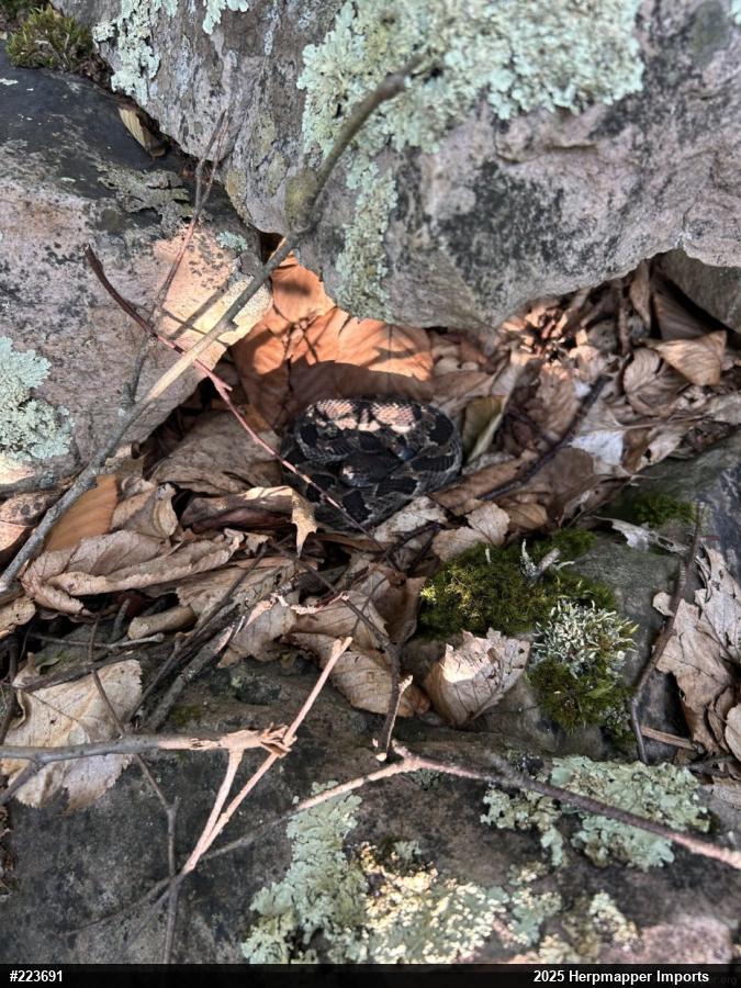 Timber Rattlesnake