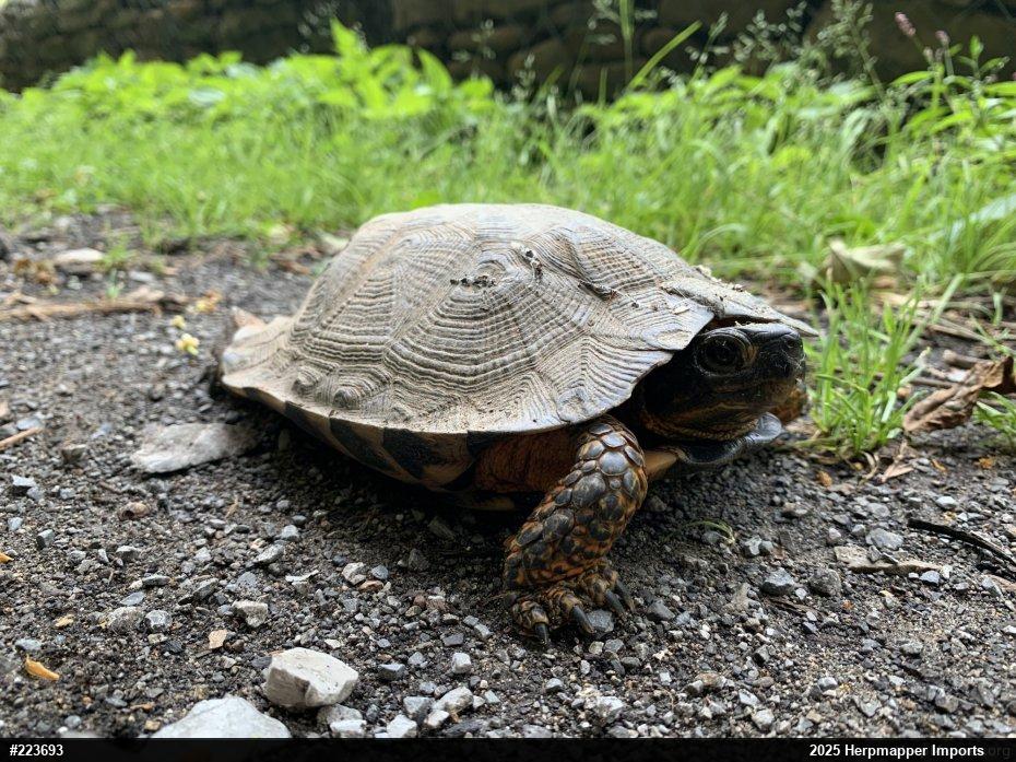 Wood Turtle