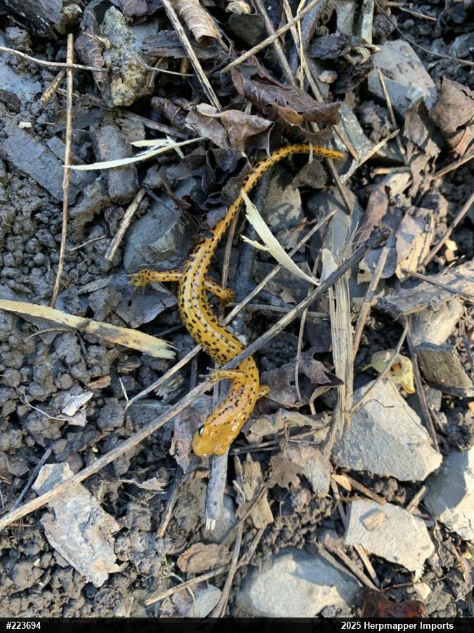 Eastern Long-tailed Salamander