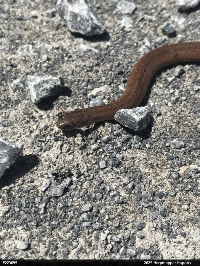 Mountain Earthsnake