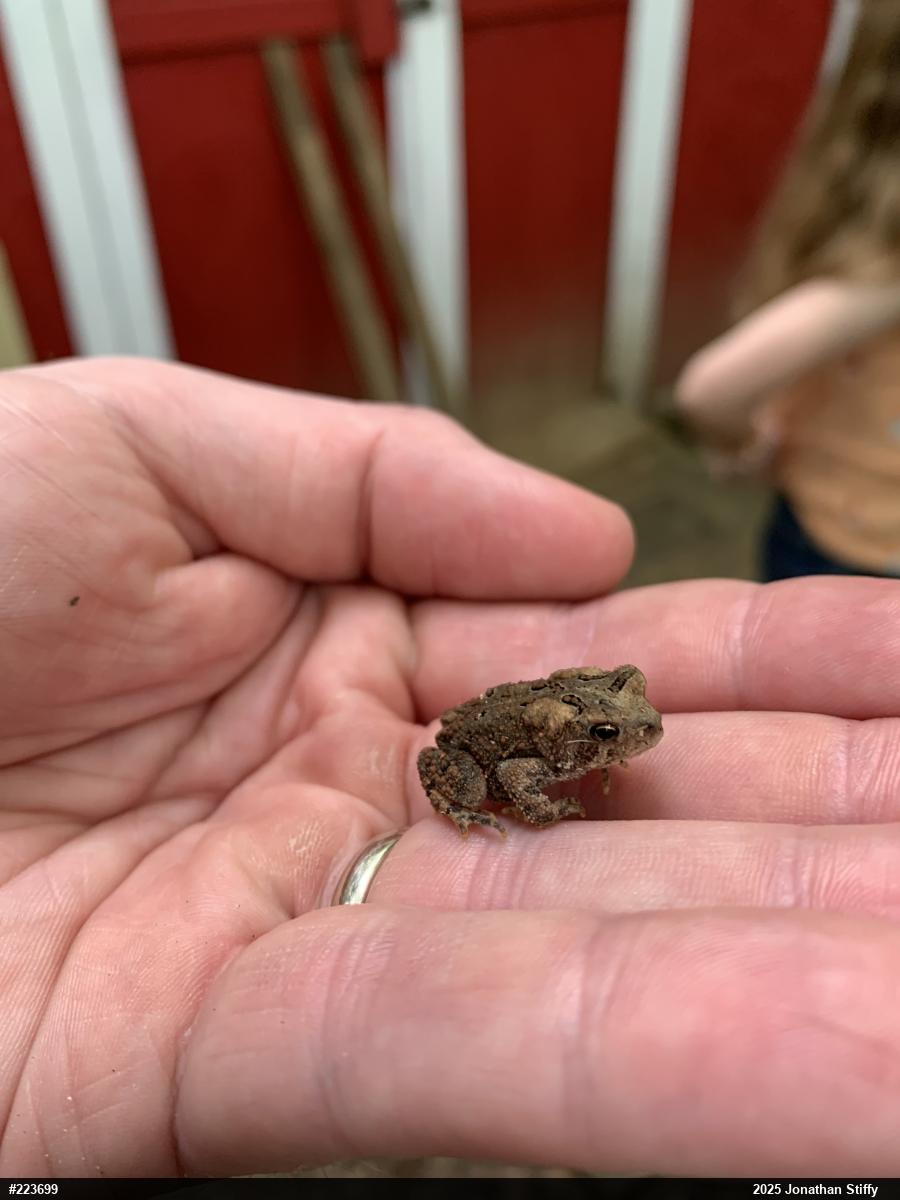 Eastern American Toad