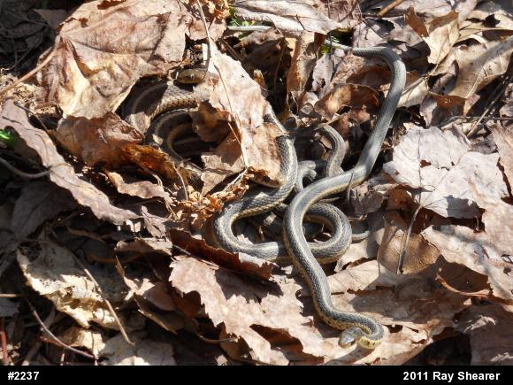 Eastern Gartersnake