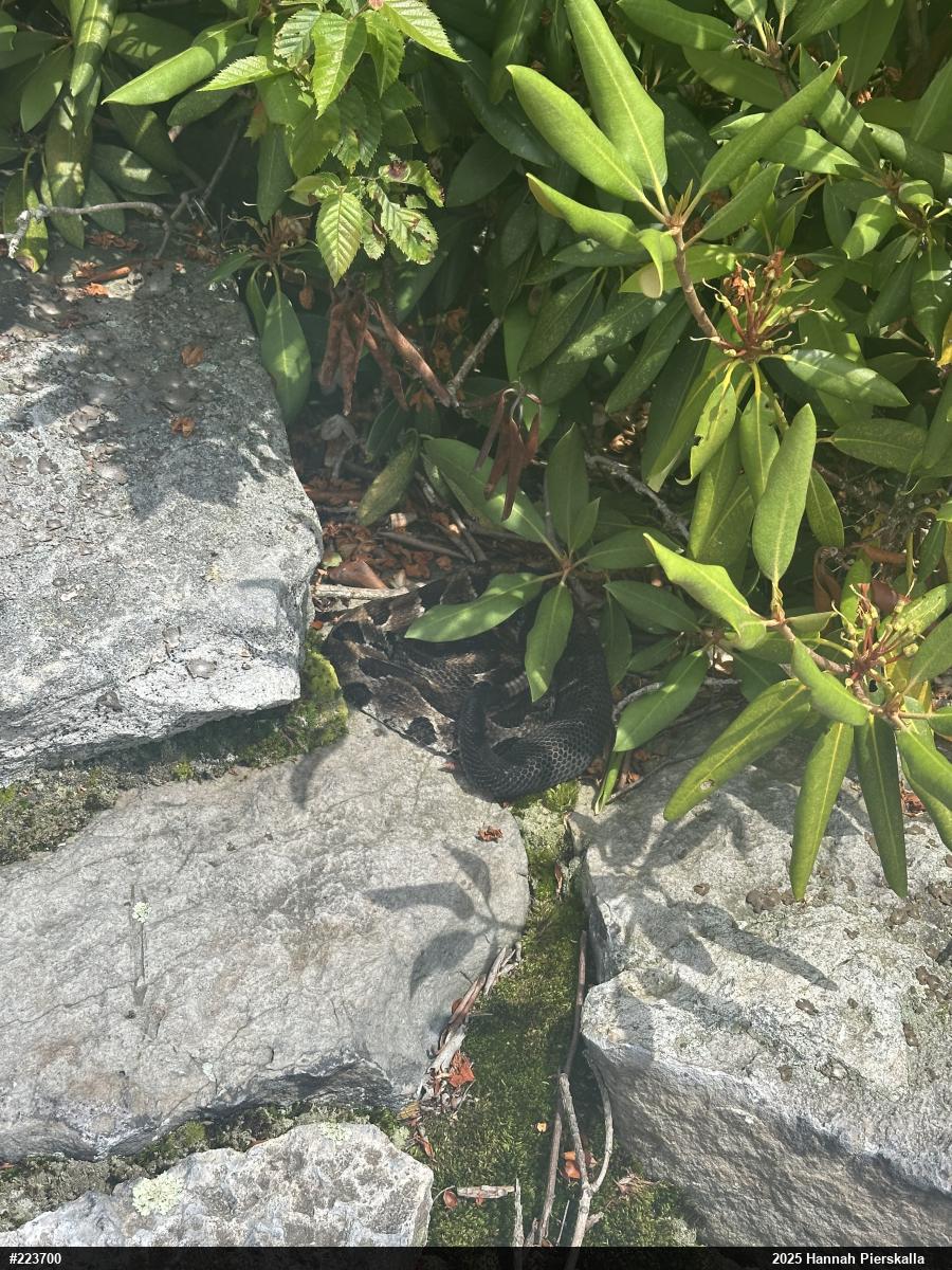 Timber Rattlesnake