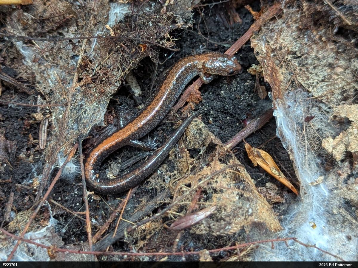 Eastern Red-backed  Salamander