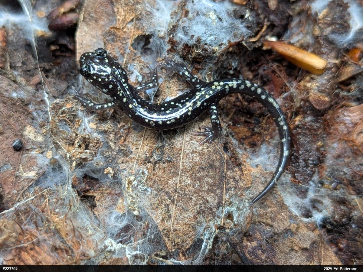 Northern Slimy Salamander