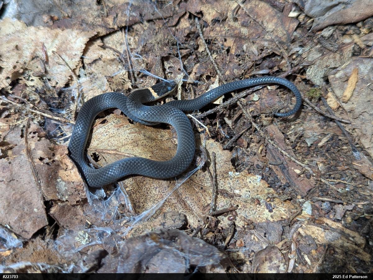 Northern Ring-necked Snake