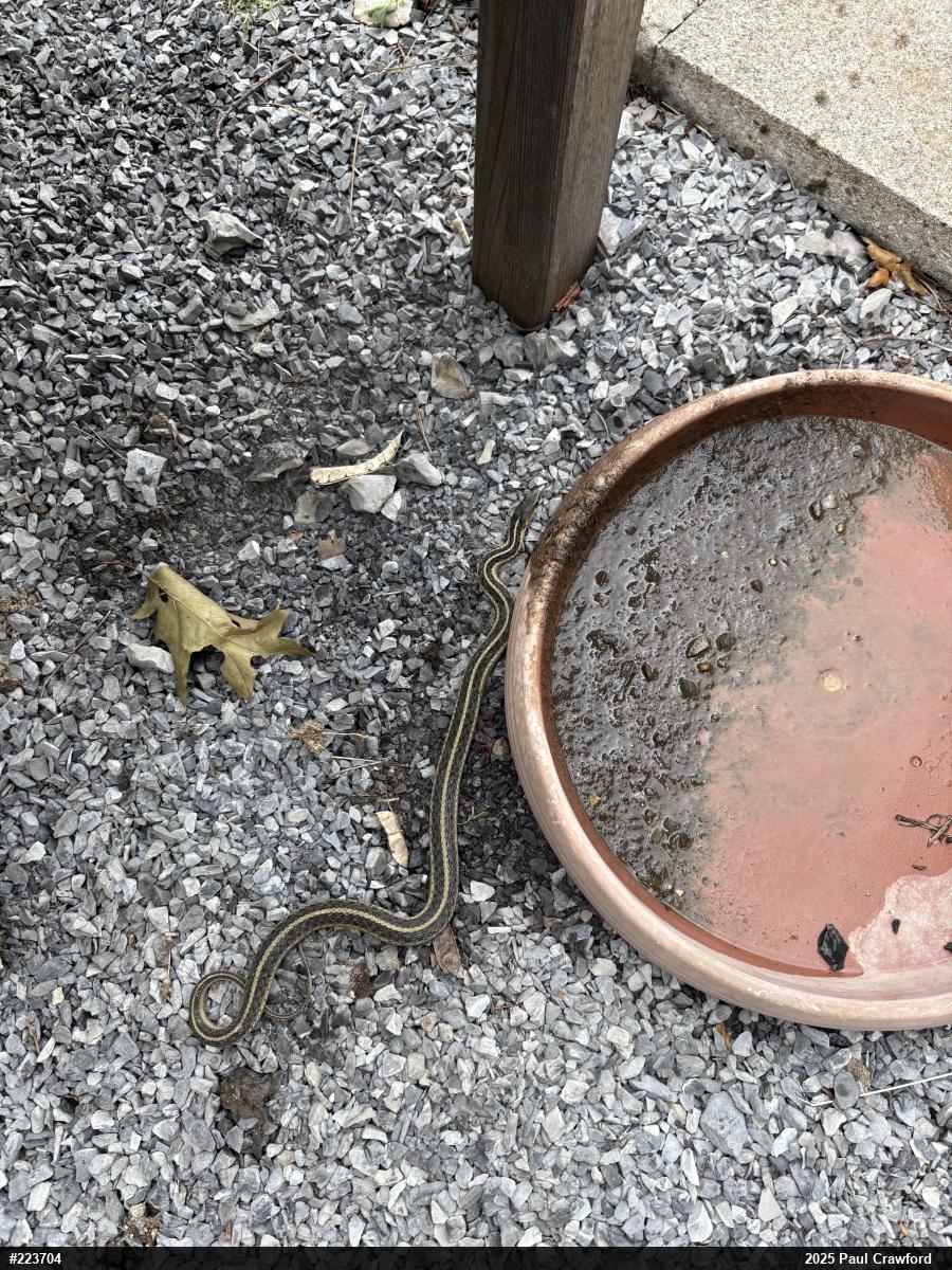 Eastern Gartersnake