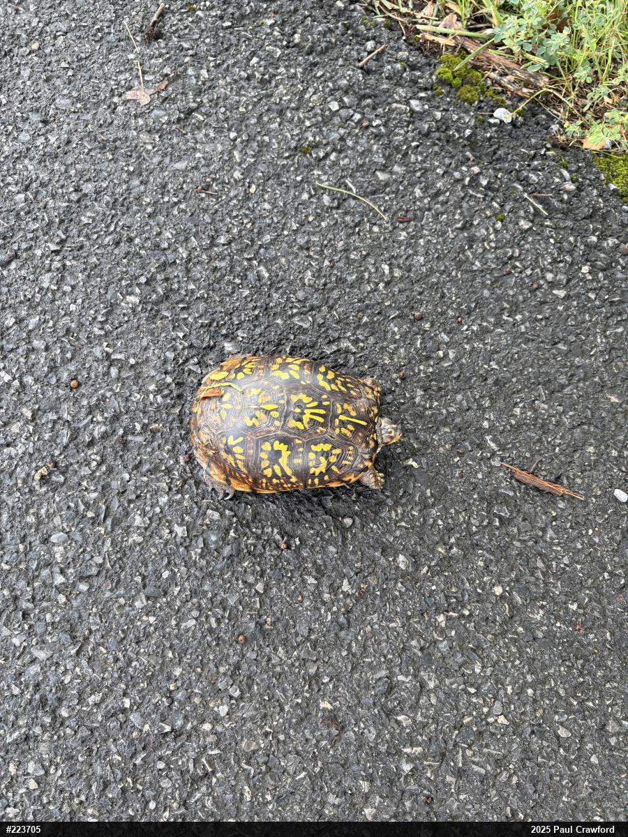 Eastern Box Turtle