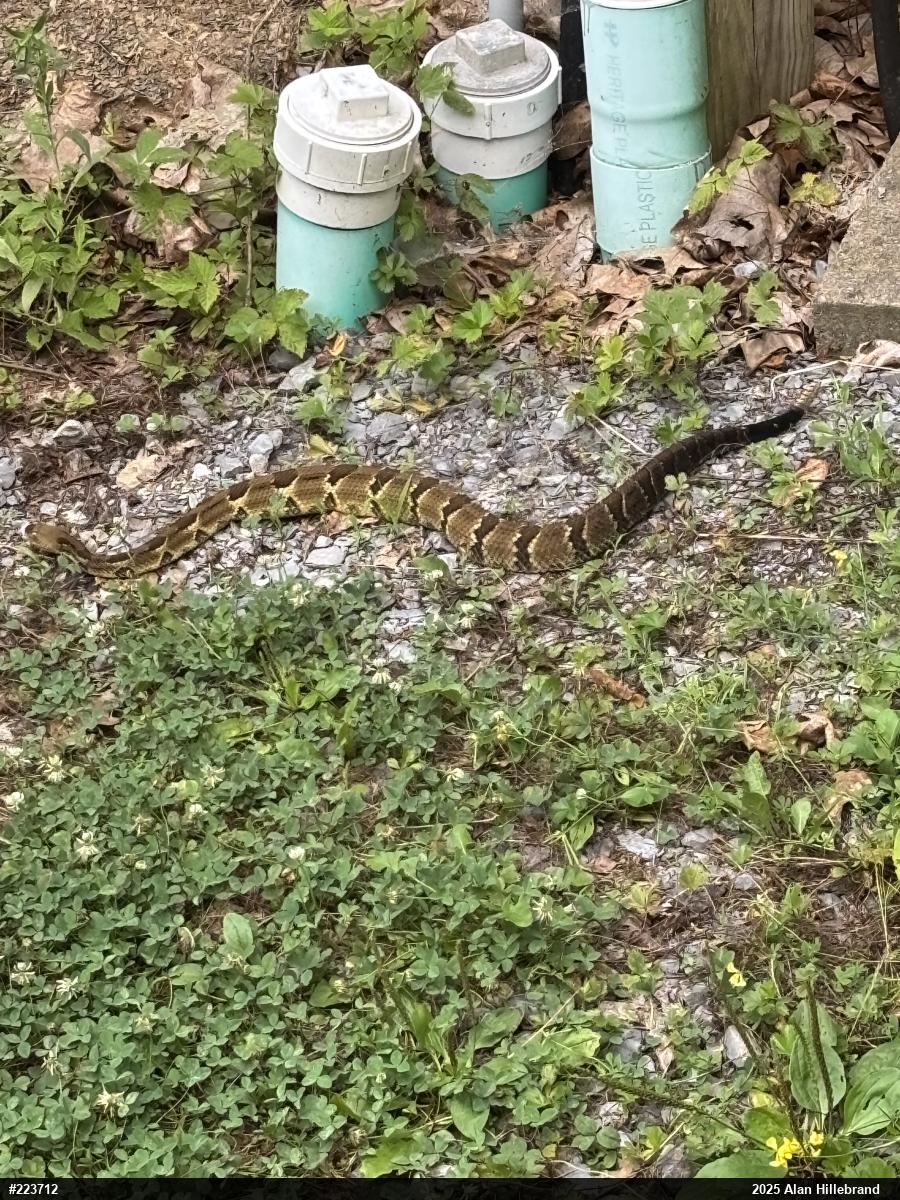 Timber Rattlesnake