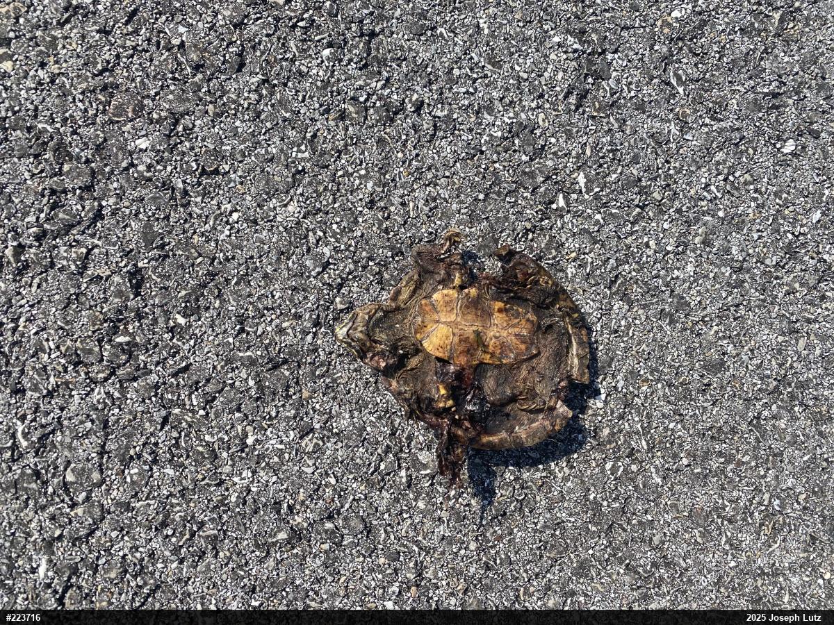 Eastern Musk Turtle