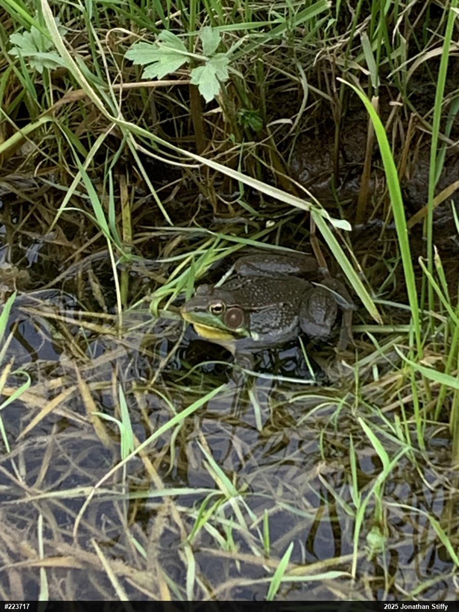 Green Frog