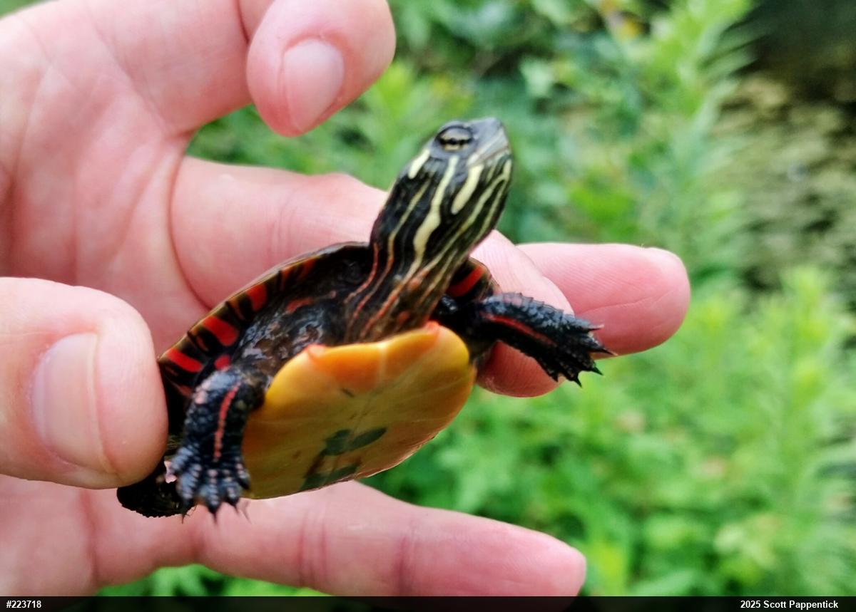 Painted Turtle