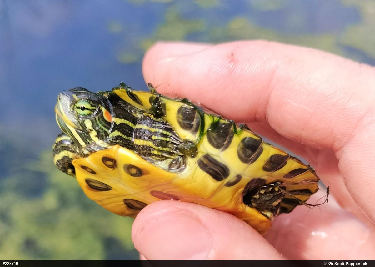 Red-eared Slider