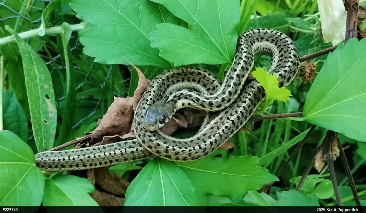 Eastern Gartersnake