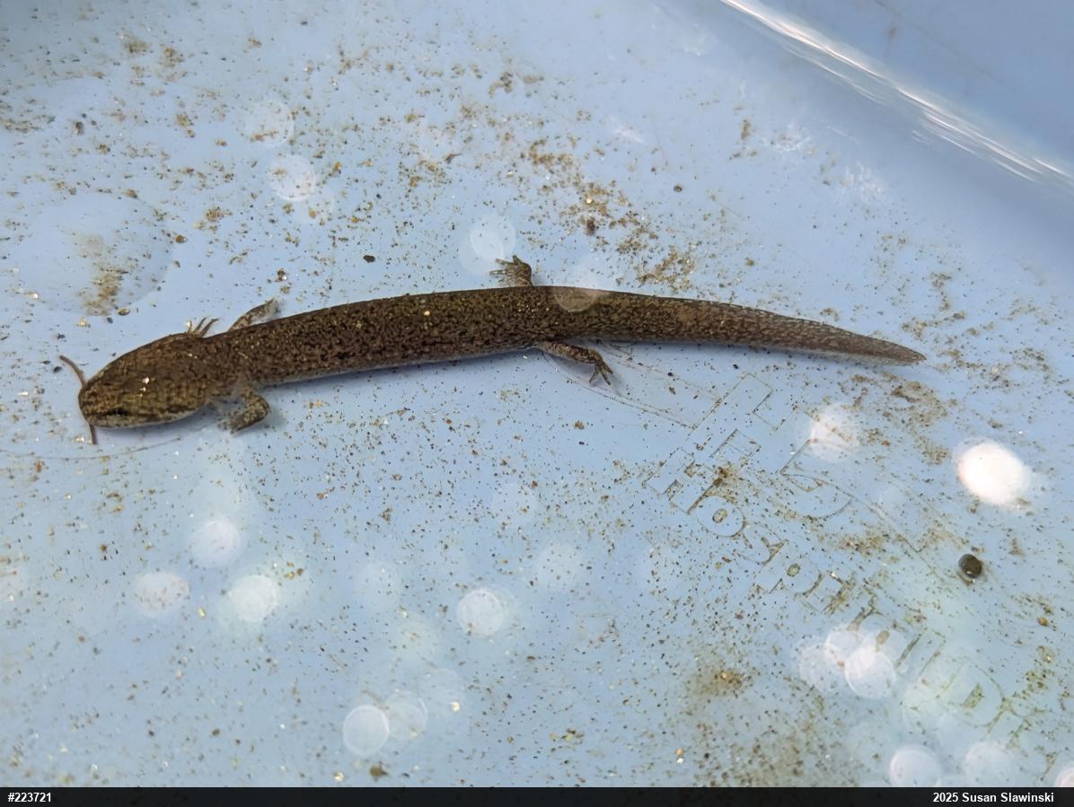 Northern Red Salamander
