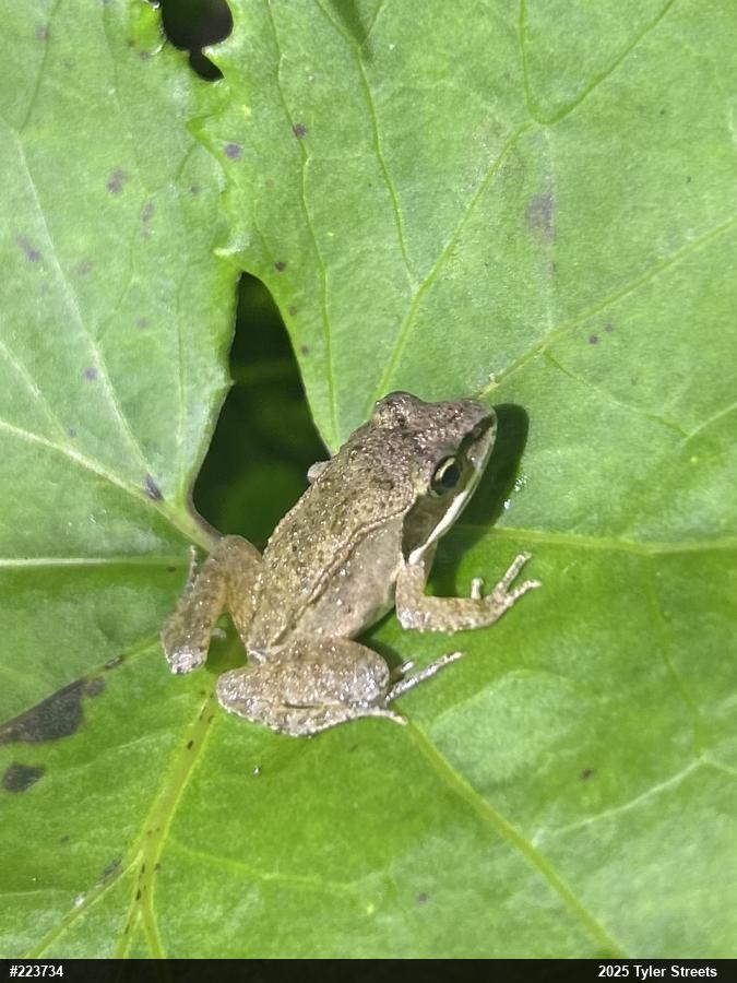 Wood Frog