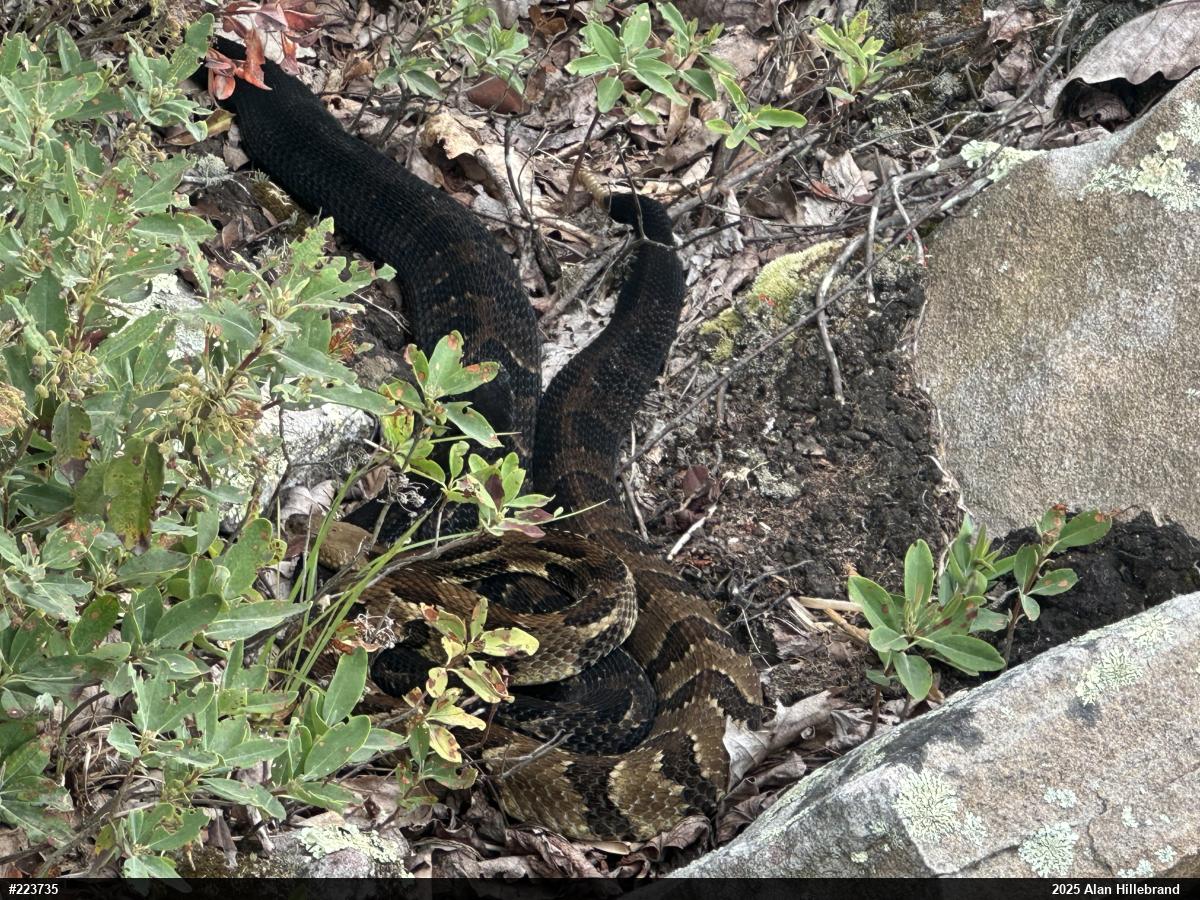 Timber Rattlesnake
