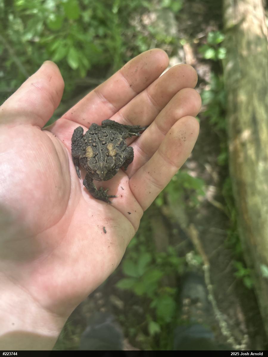 Eastern American Toad