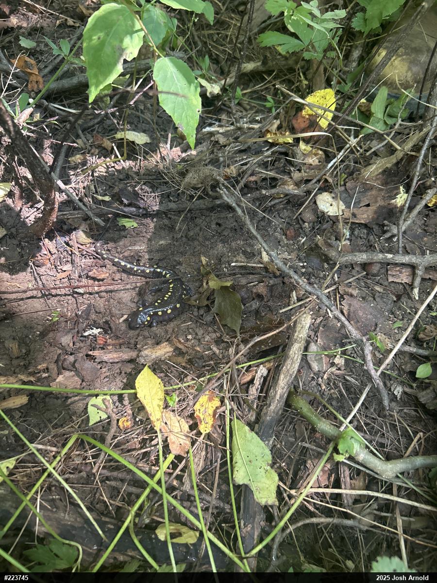 Spotted Salamander