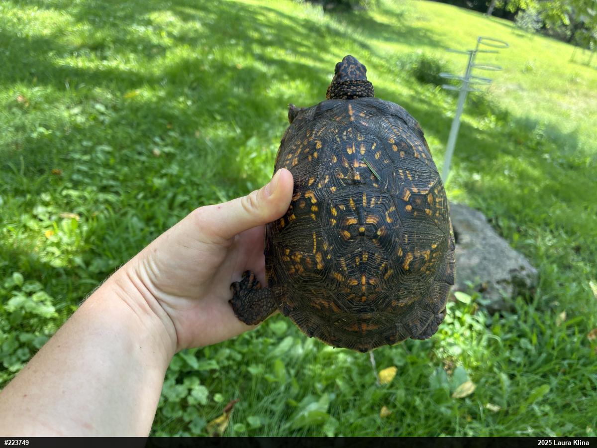 Eastern Box Turtle