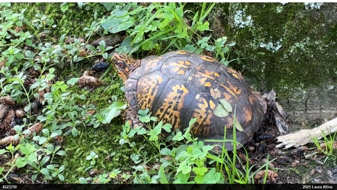 Eastern Box Turtle