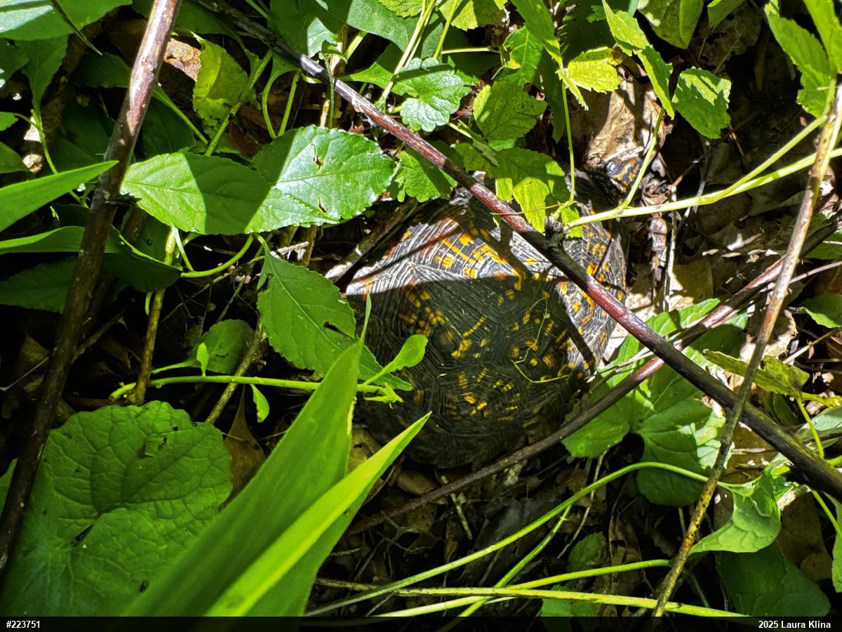 Eastern Box Turtle