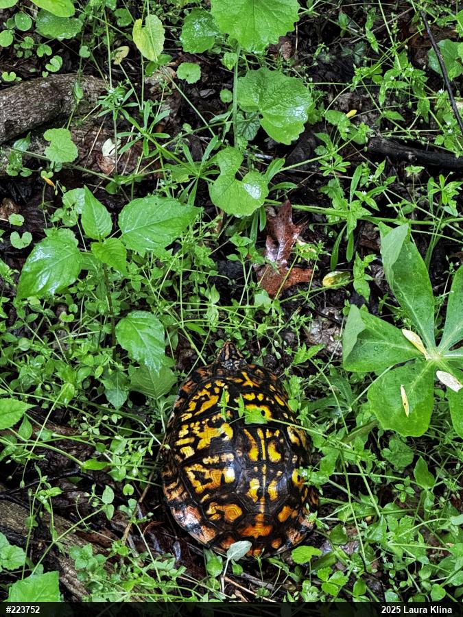Eastern Box Turtle