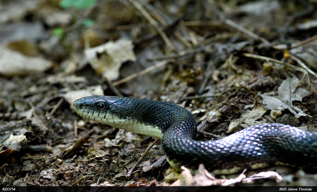 Eastern Ratsnake