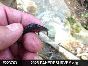 Valley And Ridge Salamander
