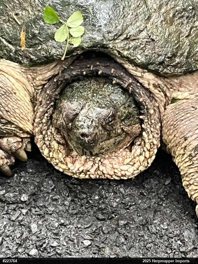 Snapping Turtle