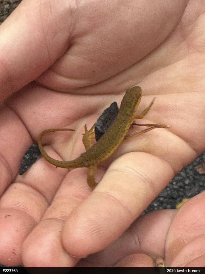 Red-spotted Newt