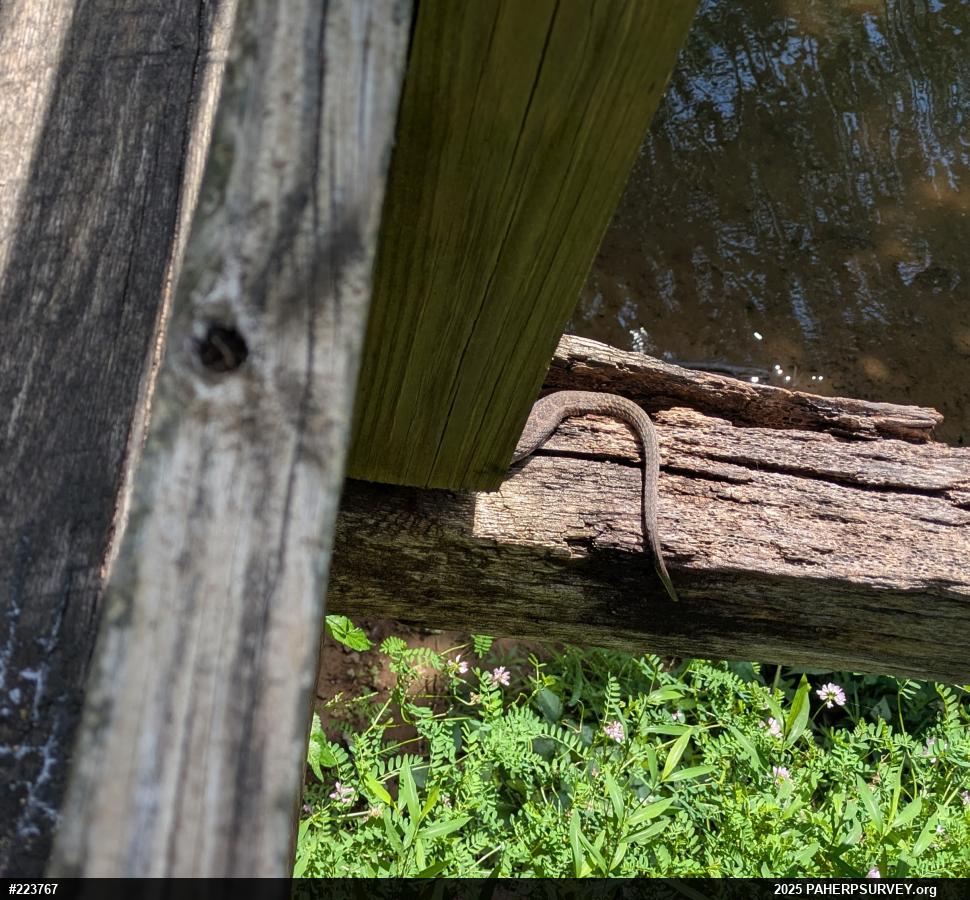 Northern Watersnake