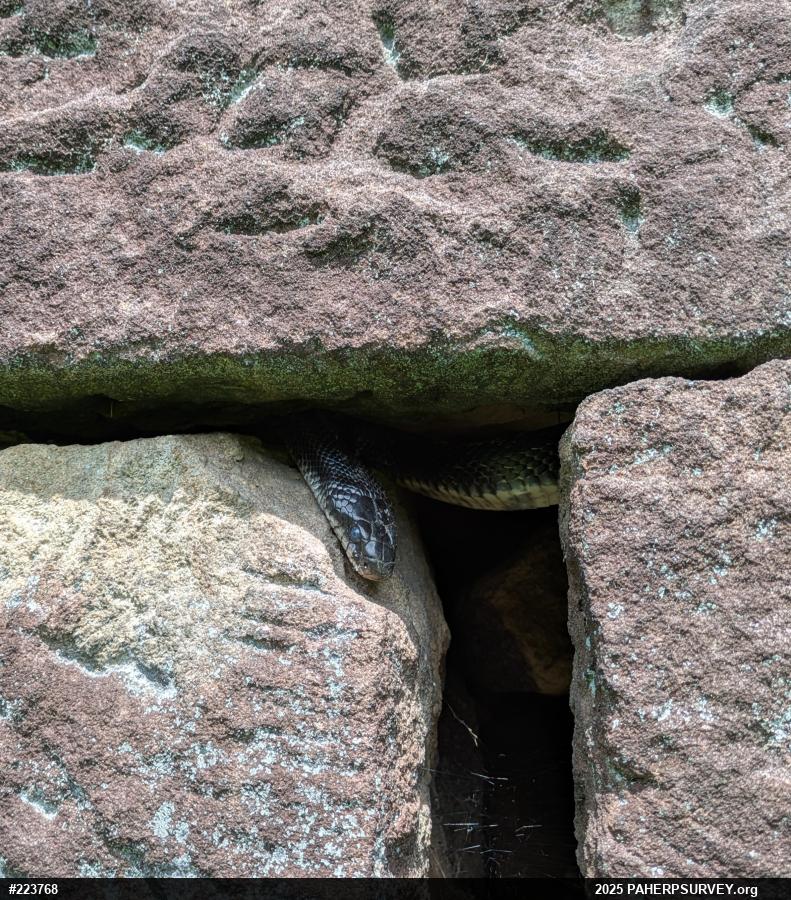 Eastern Ratsnake