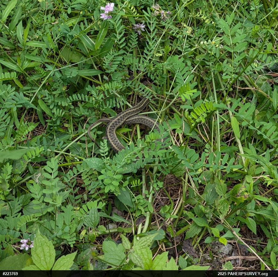 Eastern Gartersnake